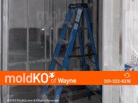 Mold KO of Wayne (3) - Huis & Tuin Diensten