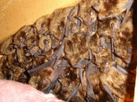 Buggs Pest and Wildlife Control (1) - Servicii Casa & Gradina