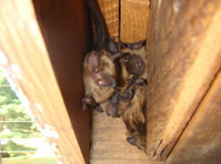 Buggs Pest and Wildlife Control (6) - Huis & Tuin Diensten