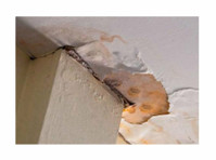 Mold Experts of The Hub City (1) - Home & Garden Services