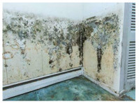 Collar City Mold Remediation (2) - Home & Garden Services