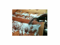 NY Steamers Carpet & Upholstery Cleaning (3) - Limpeza e serviços de limpeza