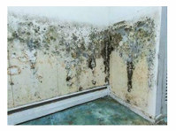 Burlington Professional Mold Remediation (1) - Huis & Tuin Diensten