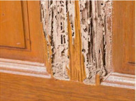 SSI Termite Exterminator (3) - Usługi w obrębie domu i ogrodu