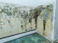 Mold Remediation Solutions of Monroe (2) - inspeção da propriedade