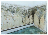 City of the Arts Pro Mold Removal (3) - Huis & Tuin Diensten