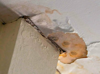 Executive Tupelo Water Damage Repair (1) - Stavba a renovace