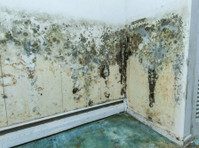 Buckeye Brilliant Mold Removal (3) - Property inspection