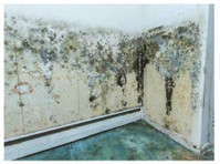 San Bernardino Exemplary Mold Removal (2) - Home & Garden Services