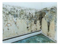 Cut Above Auburn Mold Removal (2) - Reinigungen & Reinigungsdienste