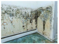 Monterey Park Magnificent Mold Removal (3) - Home & Garden Services