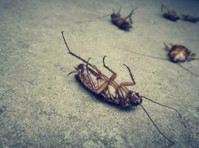 Windy City Professional Pest (1) - Home & Garden Services