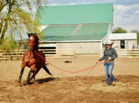 no Reins Performance Horses Llc (2) - Pet services