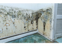 Aiken County Mold Removal (3) - Дом и Сад