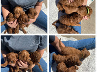 Teddy Doods: Goldendoodles & Poodles (2) - Huisdieren diensten