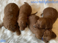 Teddy Doods: Goldendoodles & Poodles (6) - Opieka nad zwierzętami