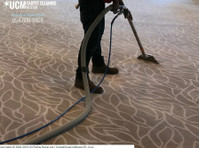 Sunbird Carpet Cleaning Bel Air South (1) - Servicios de limpieza