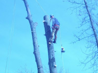 The Whole 9 Tree Service (2) - Gardeners & Landscaping