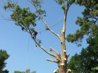 The Whole 9 Tree Service (3) - Gardeners & Landscaping