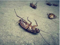 Long Island Pest Removal (1) - Υπηρεσίες σπιτιού και κήπου