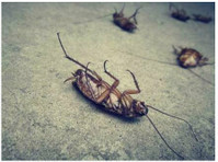 Maricopa Pest Control (3) - Serviços de Casa e Jardim