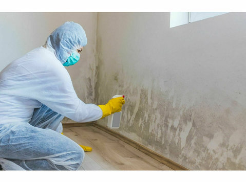 Mold Removal Lexington Solutions - Υπηρεσίες σπιτιού και κήπου