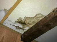 Mold Remediation Provo UT Solutions (1) - Home & Garden Services