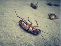 Greenville Pest Control Management (3) - Koti ja puutarha