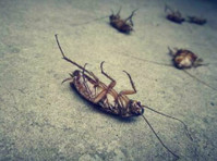 Knoxville Pest Service Pros (2) - Куќни  и градинарски услуги