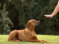 Good Dogs Training Camp (4) - Servizi per animali domestici