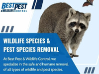 Best Pest Wildlife (3) - Home & Garden Services