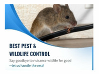 Best Pest Wildlife (4) - Home & Garden Services