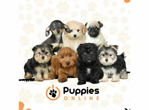 Little Puppies Online - Pet services