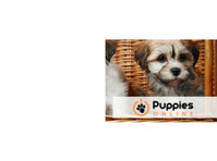 Little Puppies Online (1) - Dzīvnieku pakalpojumi
