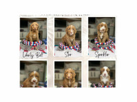 Shasta Royal Monroe (2) - Servicios para mascotas