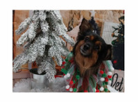 Pawsh Pet Salon & Spa (3) - Servicii Animale de Companie