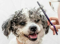 Canine Clips (1) - Pet services