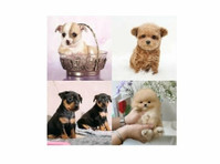 Puppy Therapy (1) - Opieka nad zwierzętami