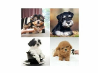 Puppy Therapy (2) - Huisdieren diensten