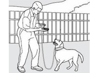 Doged shock collars (2) - Υπηρεσίες για κατοικίδια