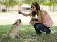 Doged shock collars (4) - Servizi per animali domestici