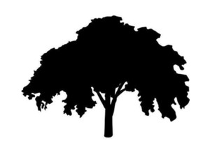 Elm Tree Service Cincinnati - Zahradník a krajinářství