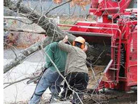 Elm Tree Service Cincinnati (1) - Jardineros