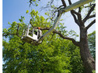 Elm Tree Service Cincinnati (7) - Puutarhurit ja maisemointi