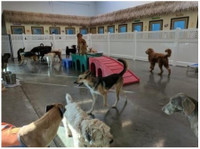 Ruff House Pet Resort (2) - Servicii Animale de Companie