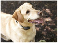DogWatch of East Coast Florida, LLC (1) - Serviços de mascotas