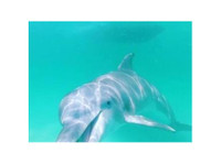 Panama City Dolphin Seafari (3) - Postos de Turismo