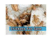 Crickets and Worms For Sale (1) - Serviços de mascotas