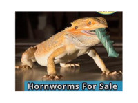 Crickets and Worms For Sale (2) - Serviços de mascotas