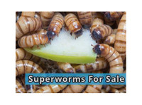 Crickets and Worms For Sale (3) - Pet services